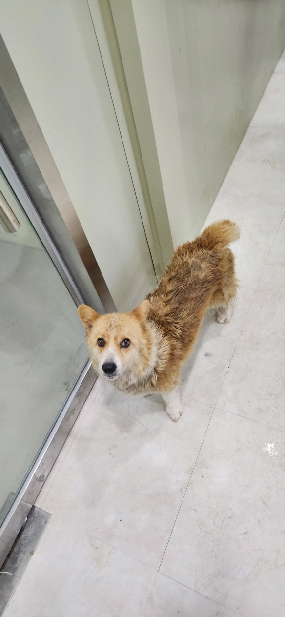 익산유기동물보호소_445468202301455